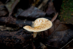 Echinochaete brachypora