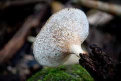 Echinochaete brachypora