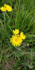 Pilosella glacialis