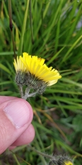 Pilosella glacialis