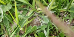 Pilosella glacialis