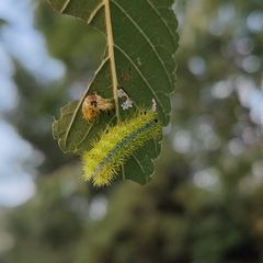 Parasa pastoralis