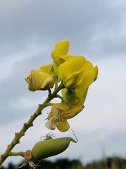 Crotalaria micans