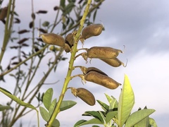 Crotalaria micans