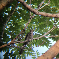 Eudynamys scolopaceus