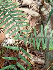 Gleichenia rupestris