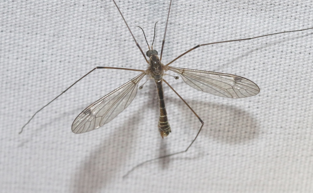 Tipula atrisumma