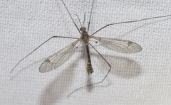 Tipula atrisumma