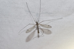 Tipula atrisumma