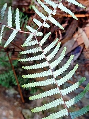Gleichenia rupestris