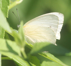 Dixeia charina