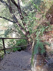 Gleichenia rupestris