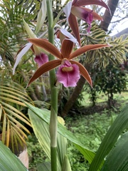Phaius