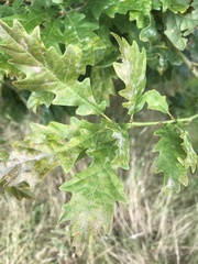 Quercus petraea