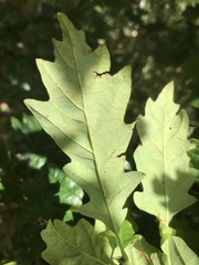 Quercus petraea