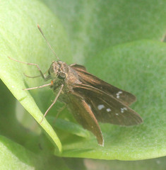 Torbenlarsenia gemella