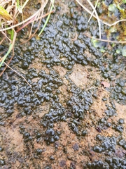 Calothrix