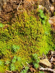 Solenostoma gracillimum