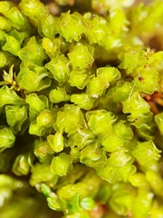 Solenostoma gracillimum