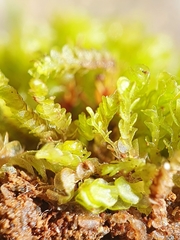 Solenostoma gracillimum