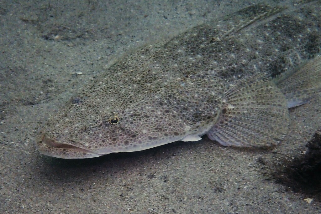 dusky-flathead-from-sydney-nsw-australia-on-august-12-2022-at-10-29