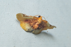 Pyrinioides sinuosus