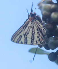 Cigaritis natalensis