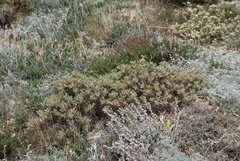 Astragalus arnacanthoides