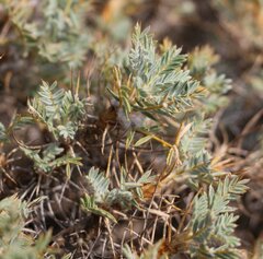 Astragalus arnacanthoides
