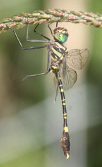 Phyllomacromia picta