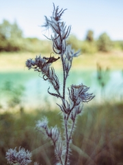 Echium italicum