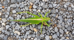 Tettigonia viridissima