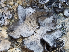 Umbilicaria cylindrica