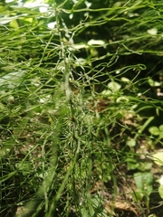 Equisetum pratense