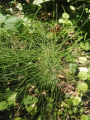 Equisetum pratense