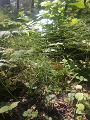 Equisetum pratense