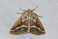 Caripeta angustiorata