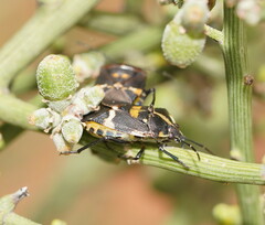 Aplerotus maculatus