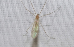 Phyllolabis flavida