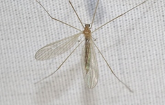 Phyllolabis flavida