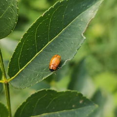 Physosmaragdina nigrifrons