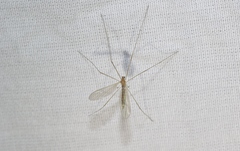 Phyllolabis flavida