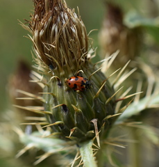 Hippodamia caseyi