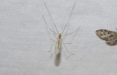 Phyllolabis flavida