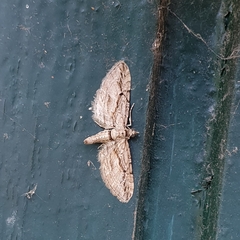 Eupithecia phoeniceata