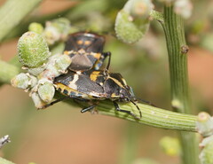 Aplerotus maculatus