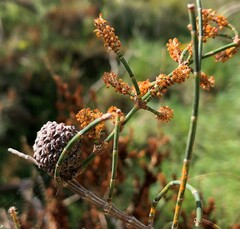 Allocasuarina mackliniana
