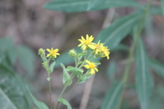 Senecio triangularis