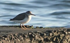 Actitis macularius