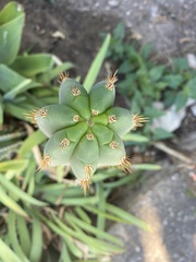 Trichocereus macrogonus